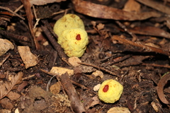 Gymnogaster boletoides