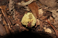 Gymnogaster boletoides