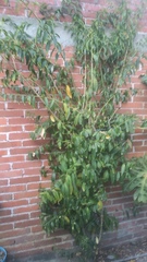 Cestrum glanduliferum