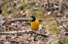 Mycerobas affinis