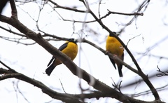 Mycerobas affinis