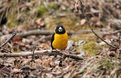 Mycerobas affinis