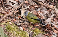 Mycerobas affinis