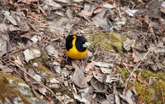 Mycerobas affinis