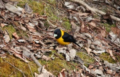 Mycerobas affinis