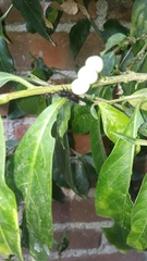 Cestrum glanduliferum