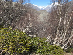 Betula utilis jacquemontii