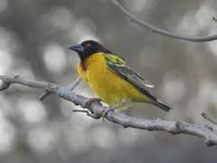 Ploceus cucullatus cucullatus