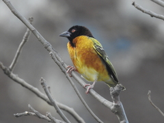 Ploceus cucullatus cucullatus