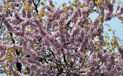 Cercis gigantea