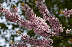 Cercis gigantea