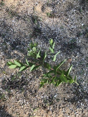 Apocynum × floribundum