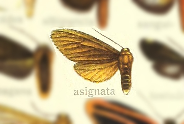 Aemilia asignata
