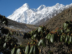 Rhododendron anthopogon