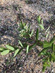 Apocynum × floribundum