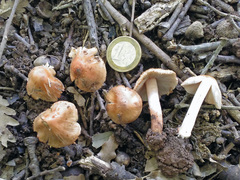 Inocybe godeyi