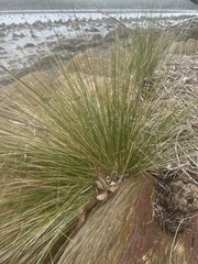 Austrostipa stipoides