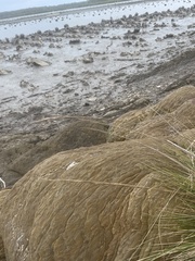 Austrostipa stipoides
