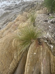 Austrostipa stipoides
