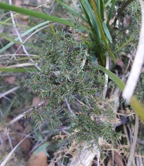 Hibbertia exutiacies