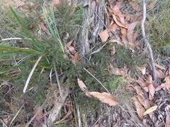 Hibbertia exutiacies