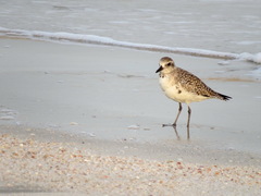 Pluvialis squatarola