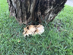 Omphalotus nidiformis