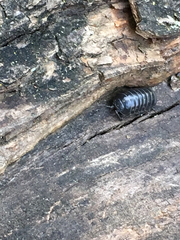 Armadillidium vulgare