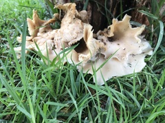 Omphalotus nidiformis