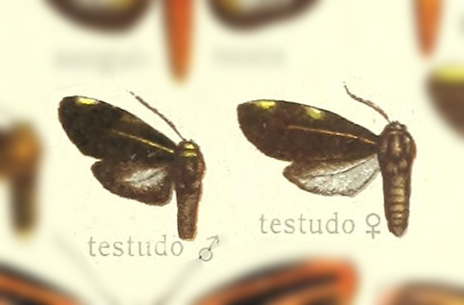 Aemilia testudo