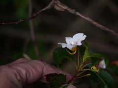 Impatiens leschenaultii