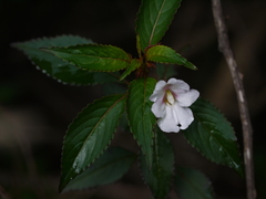 Impatiens leschenaultii