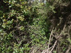 Impatiens leschenaultii