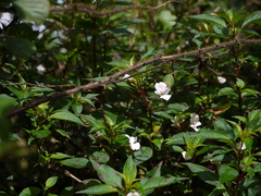 Impatiens leschenaultii