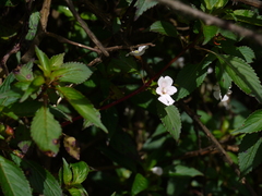 Impatiens leschenaultii