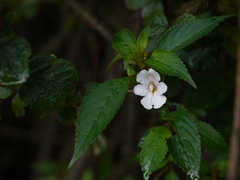Impatiens leschenaultii