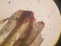 Ptychostomum creberrimum