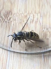 Vespula vulgaris