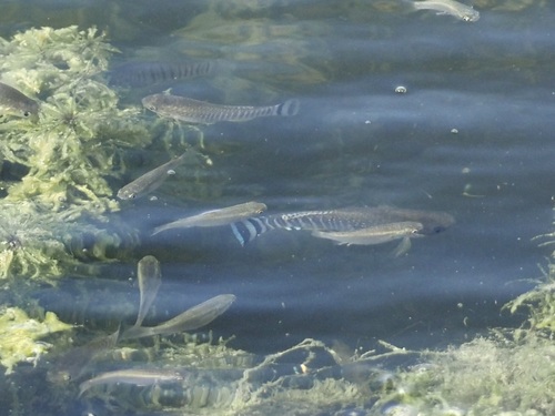Arabische tandkarper (Aphanius dispar) — Cyprinodontidae — 3