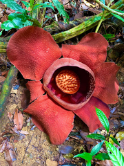 Rafflesia