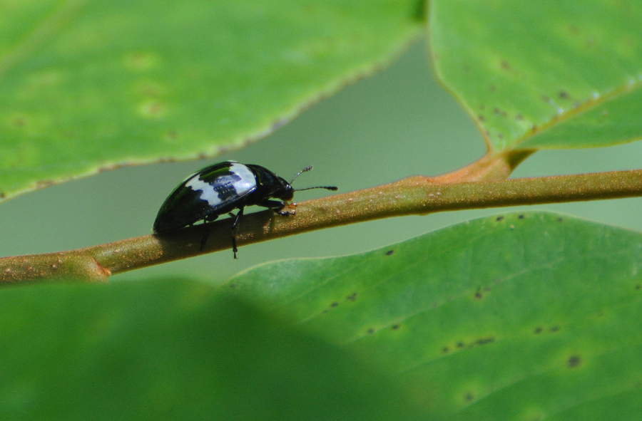 Iphiclus rhomboidalis
