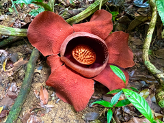 Rafflesia kerrii