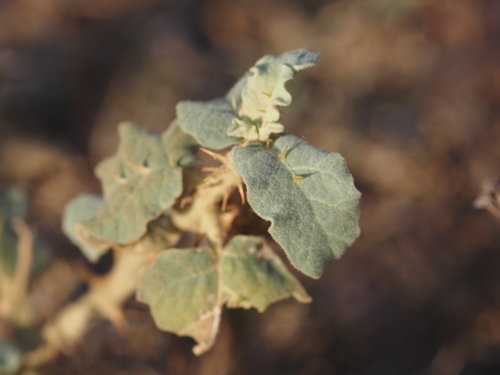 Solanum incanum image