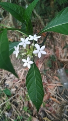 Morinda angustifolia