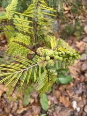 Vachellia campechiana