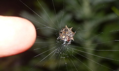 Isoxya cicatricosa