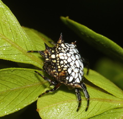 Isoxya cicatricosa