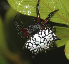 Isoxya cicatricosa