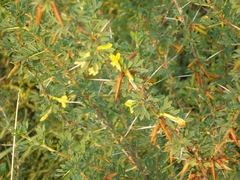 Caragana spinosa