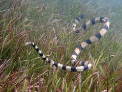 Hydrophis coggeri